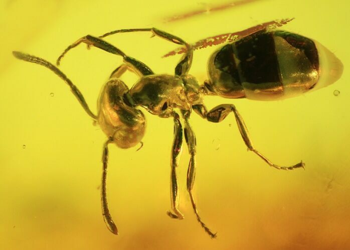 Fossil Ant (Formicidae) In Baltic Amber #45158